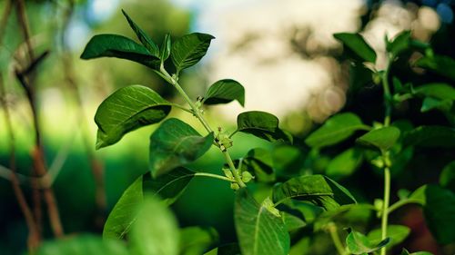 Withania somnifera known commonly as ashwagandha its roots and red fruit have been used for hundreds