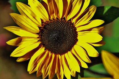 The sunflower in the sun