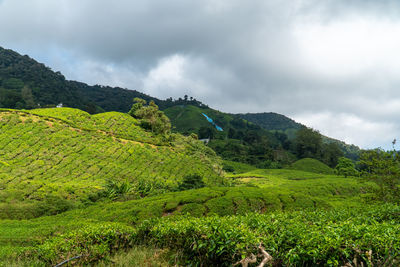 Tea plantation landscape in cameron highlands. green tea garden mountain isolated with cloudy sky