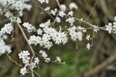 Close-up of white cherry blossoms in spring