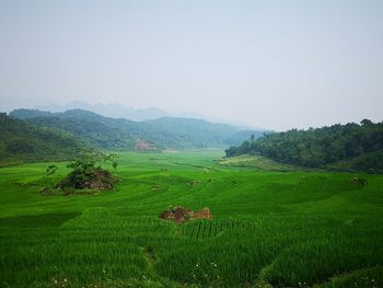 Scenic view of agricultural field against sky