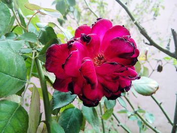 Close-up of pink flowers