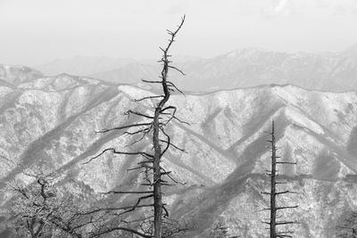 Trees on landscape against mountains