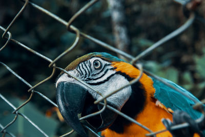 Close-up of parrot against fence at zoo