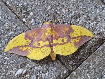 High angle view of butterfly on yellow leaf