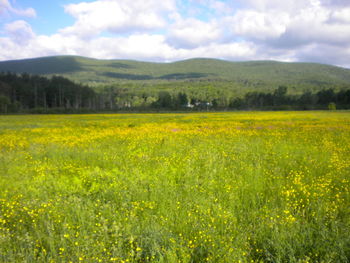 Scenic view of field against cloudy sky