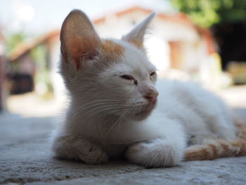 Close-up of a cat looking away