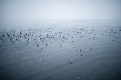 Flock of birds in water