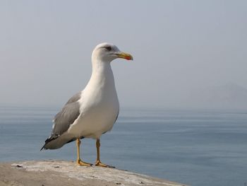 Seagull perching on a rock, calpe, view over calpe, seagull