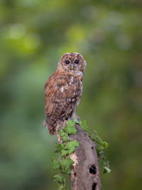 Close-up of bird perching outdoors