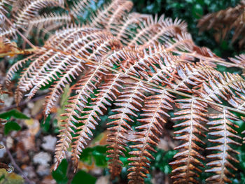 Autumn colours in a forest, bracken turning brown