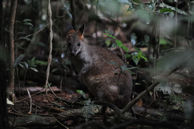 Lion sitting on land in forest