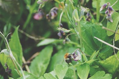 Close-up of bee on plant