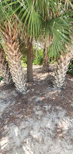 Palm trees growing on field