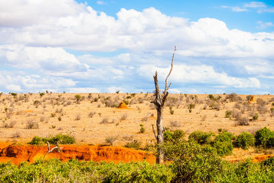 Scenic view of field at tsavo east national park against sky