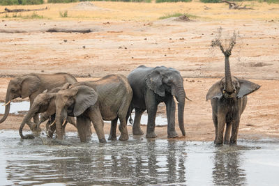 Elephants drinking water