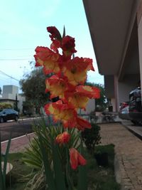 Close-up of flowers blooming against sky in city