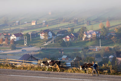 High angle view of cows on field