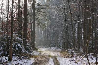 Trees growing in forest during winter