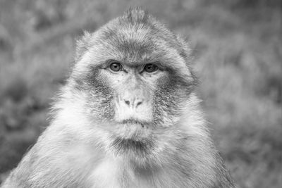 Portrait of monkey