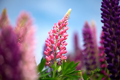 Spring flower, blooming lupine flowers. a field of lupines. sunlight shines on plants in latvia. 