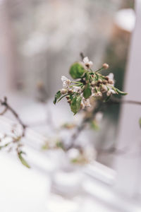 Close-up of white flowering plant