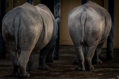 Rear view of horses on field