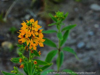 Close-up of yellow flowering plant