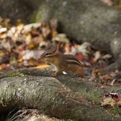 Close-up of squirrel