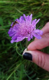 Cropped hand holding pink flower