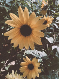 Close-up of white and yellow flowering plant