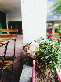 Close-up of cat on the wall