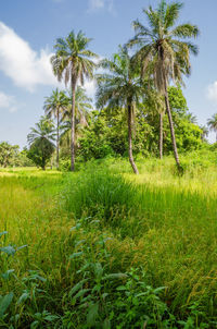 Palm trees on field against sky