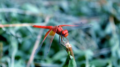 Close-up of insect on red flower