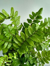 Low angle view of green leaves