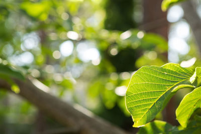 Close-up of fresh green leaves