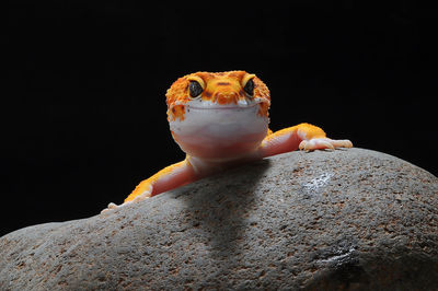 Close-up of lizard on rock against black background