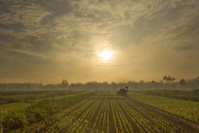 Scenic view of agricultural field against sky during sunset