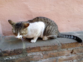 Side view of a cat on wall
