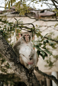 Monkey sitting on tree