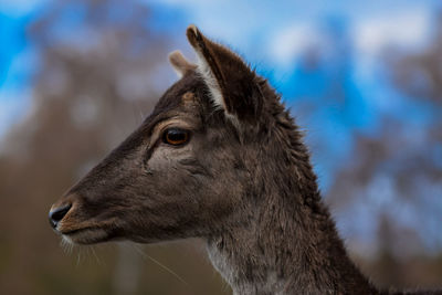 Close-up of a horse looking away