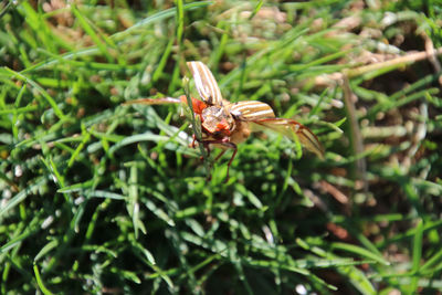 Close-up of insect on flower