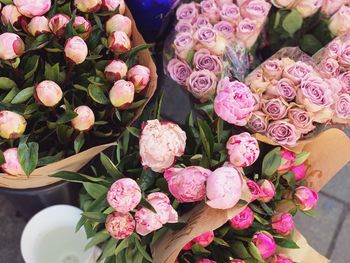 High angle view of pink roses