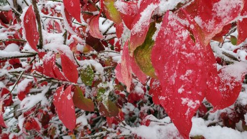 Full frame shot of snow covered red leaves