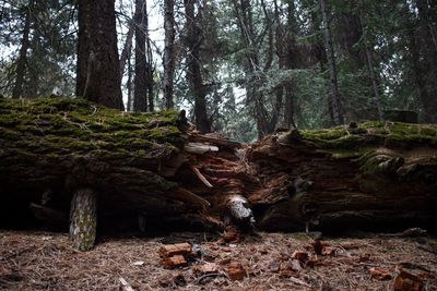 Trees growing in forest