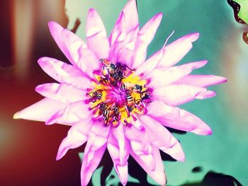 Close-up of pink flower