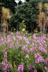 Pink flowers blooming in park