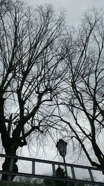 Low angle view of bird perching on tree against sky