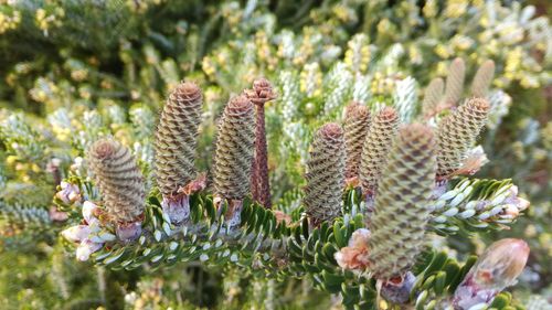 Close-up of succulent plant on field