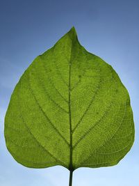 Close-up of green leaf